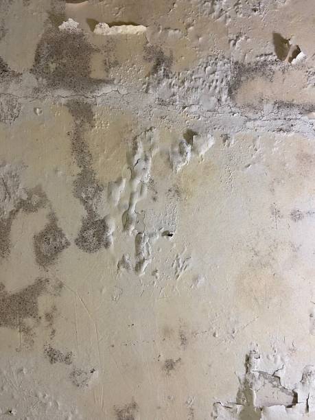 Best Certified Mold Removal  in North Babylon, NY
