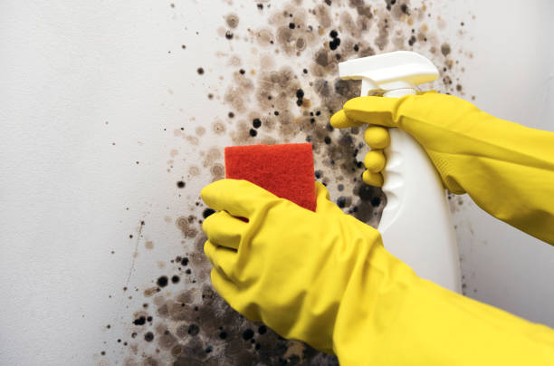 Best Home Mold Removal  in North Babylon, NY