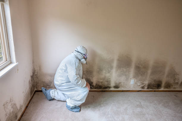 Best Toxic Mold Removal  in North Babylon, NY