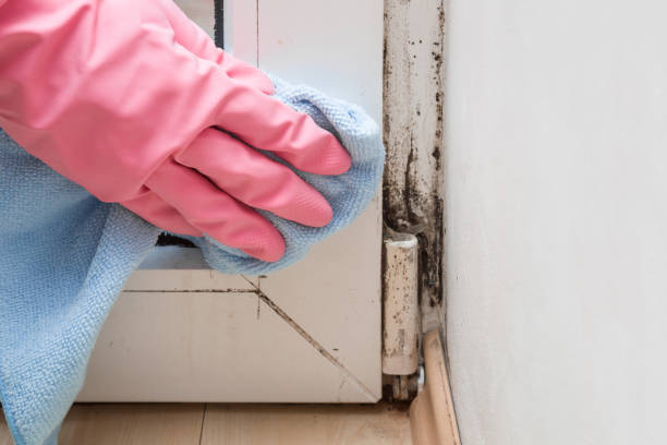 Best Black Mold Removal  in North Babylon, NY